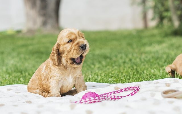 Comment soigner les chiots bouledogues anglais nouveau-nés