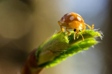 Comment tuer les coléoptères mangeurs de feuilles