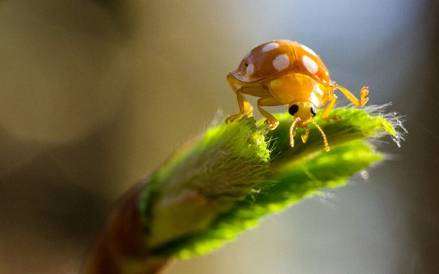 Comment tuer les coléoptères mangeurs de feuilles