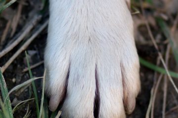 Comment utiliser le coupe-ongles pour chiens