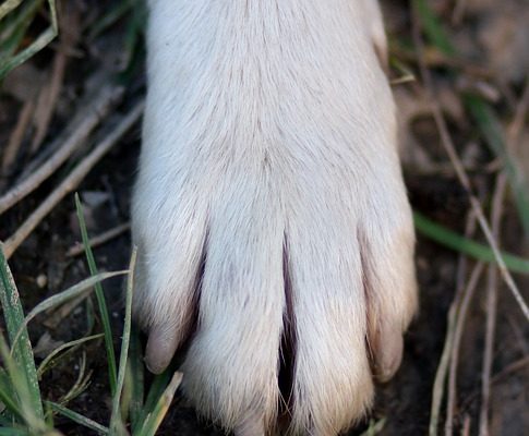 Comment utiliser le coupe-ongles pour chiens