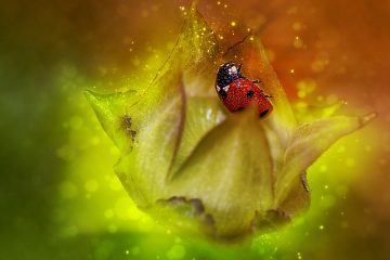 Des coléoptères rouges et noirs dans un jardin