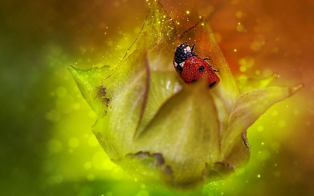 Des coléoptères rouges et noirs dans un jardin