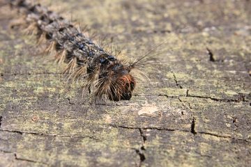 Des insectes qui mangent les feuilles d'un cerisier.