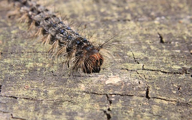 Des insectes qui mangent les feuilles d'un cerisier.