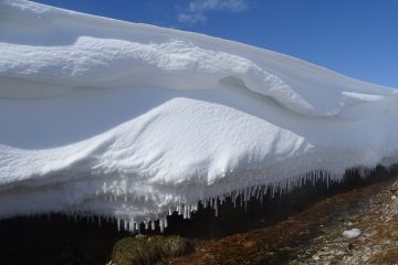 Des moyens naturels d'arrêter les puits de carbone