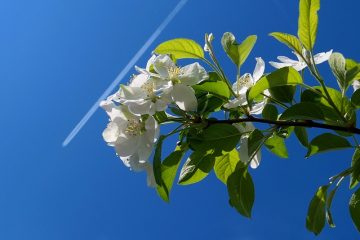 Entretien de l'orchidée dendrobium nobile