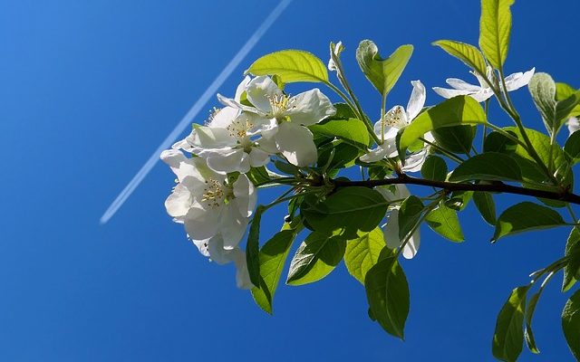 Entretien de l'orchidée dendrobium nobile