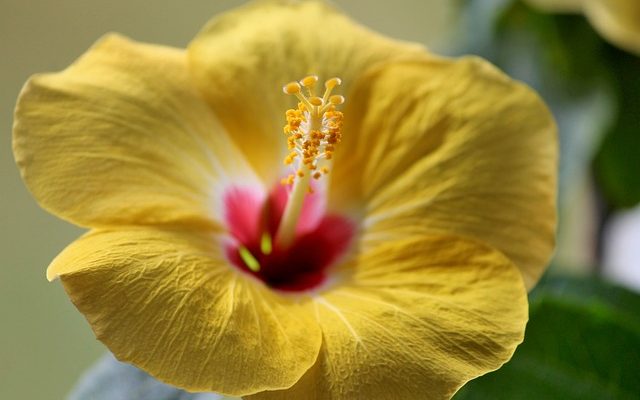 Est-ce que Miracle-Gro est OK pour Hibiscus ?