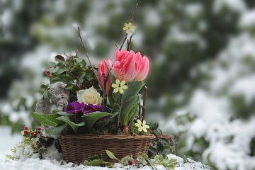 Les meilleures plantes pour les paniers suspendus pérennes