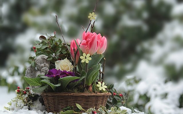 Les meilleures plantes pour les paniers suspendus pérennes