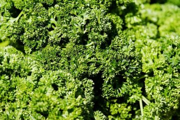 Les meilleures semences d'herbe pour pousser à l'ombre.