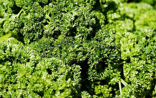 Les meilleures semences d'herbe pour pousser à l'ombre.