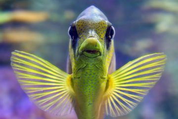 Les meilleurs charognards à placer dans les aquariums