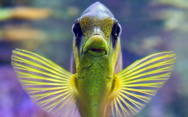 Les meilleurs charognards à placer dans les aquariums