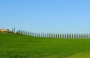 Les racines d'un cyprès italien sont-elles envahissantes ?