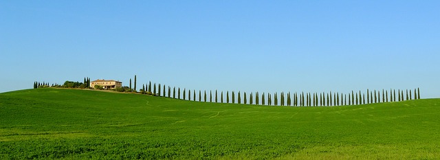 Les racines d'un cyprès italien sont-elles envahissantes ?