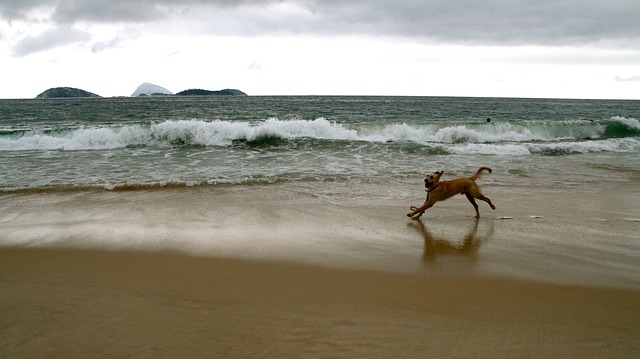 Lymphome épithéliotrope chez le chien