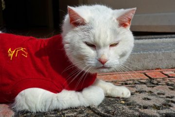 Mange traitement à la maison pour les chats