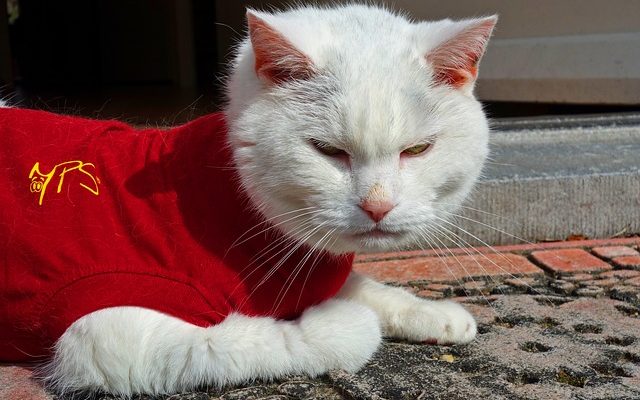 Mange traitement à la maison pour les chats