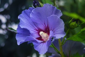 Où trouver du thé à l'hibiscus