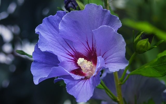 Où trouver du thé à l'hibiscus