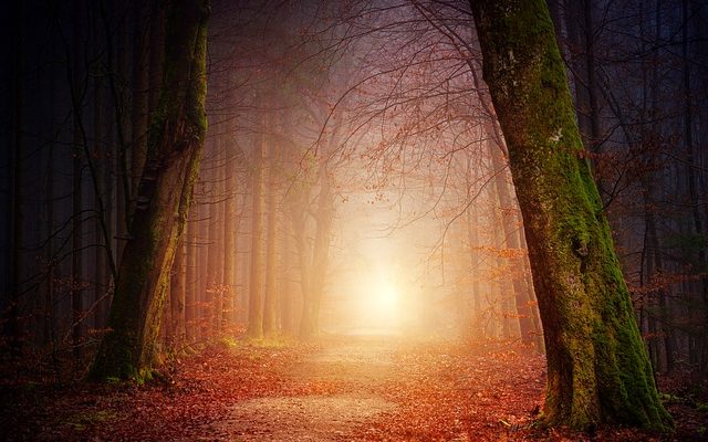 Plantes indigènes dans les forêts tempérées à feuilles caduques