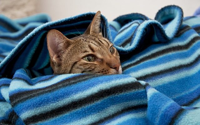 Problèmes courants de marche des chats