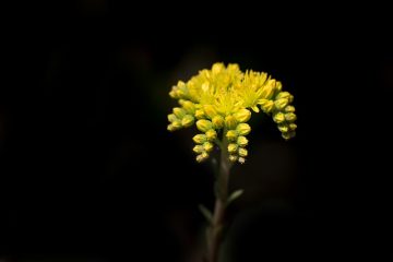 Quand tailler le sedum ?