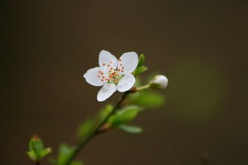 Que faire avec les jonquilles après leur floraison ?