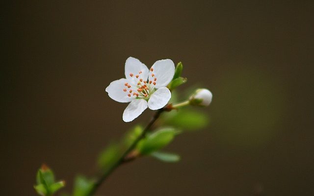 Que faire avec les jonquilles après leur floraison ?