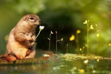 Quels animaux sont des animaux des bois ?