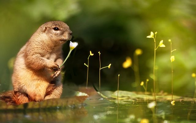 Quels animaux sont des animaux des bois ?