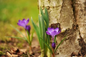 Quels insectes mangent les feuilles de bouleau ?