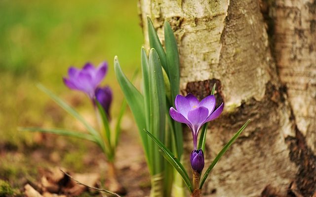 Quels insectes mangent les feuilles de bouleau ?