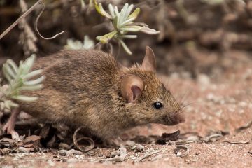 Remède domestique pour tuer les souris