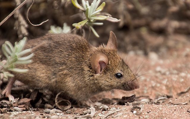 Remède domestique pour tuer les souris