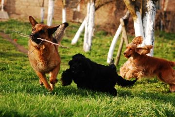 Remèdes naturels contre la bronchite chez le chien