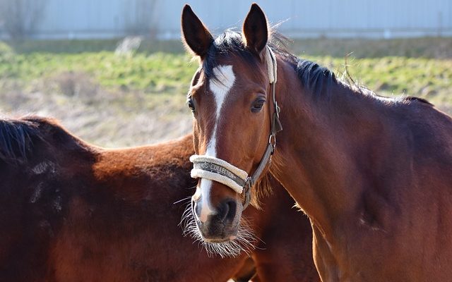 Taches blanches dans les oreilles de cheval