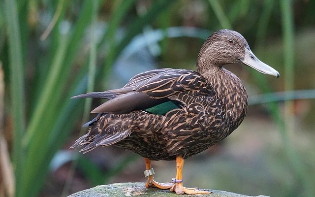 Traitement naturel contre les oxyures d'épinette