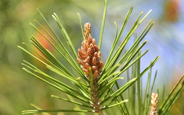 Types d'aiguilles hypodermiques