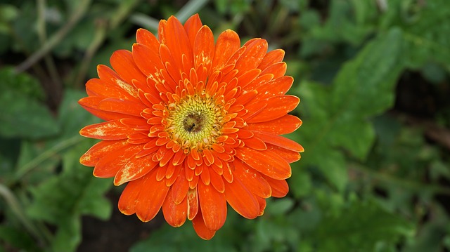 Alternatives au calcaire dans le jardinage