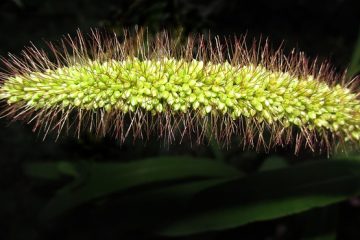 Ce que les oiseaux mangent des graines de tournesol