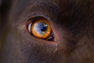 Chirurgie d'enlèvement d'oeil de chien