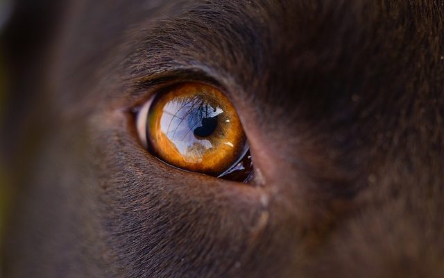 Chirurgie d'enlèvement d'oeil de chien