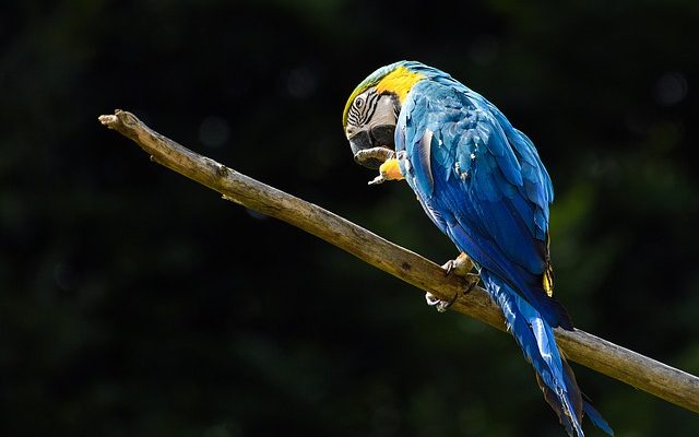 Comment apprivoiser une perruche Alexandrine