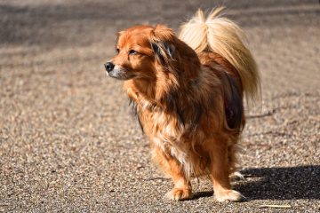 Comment arrêter un chien qui continue à lécher et à arracher les poils de ses pattes postérieures ?