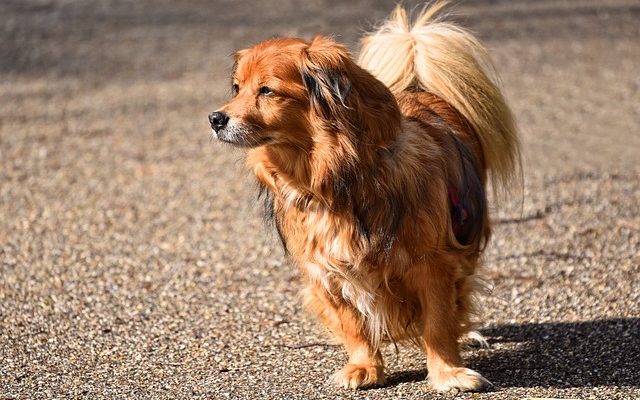 Comment arrêter un chien qui continue à lécher et à arracher les poils de ses pattes postérieures ?