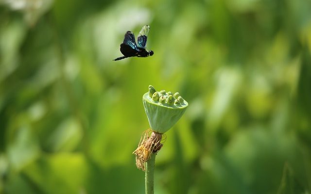 Comment construire une chute d'eau à l'aide d'une boîte de chute d'eau