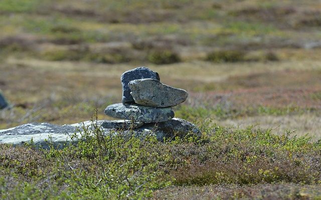 Comment cuire les abats de poulet